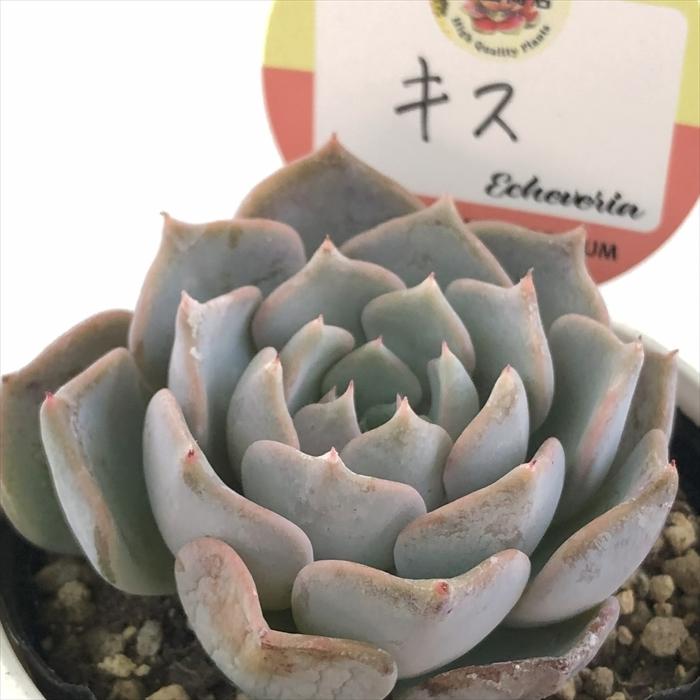 多肉植物 kswエケベリア キス 柏屋商店さん苗 エケベリア 6cm 多肉植物 kswエケベリア キス 柏屋商店さん苗 エケベリア 6cm
