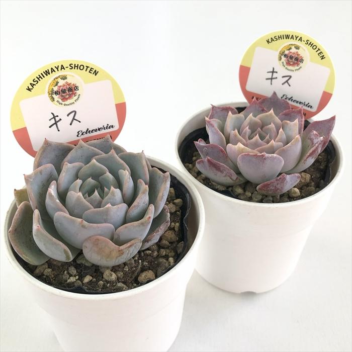 多肉植物 kswエケベリア キス 柏屋商店さん苗 エケベリア 6cm 多肉植物 kswエケベリア キス 柏屋商店さん苗 エケベリア 6cm