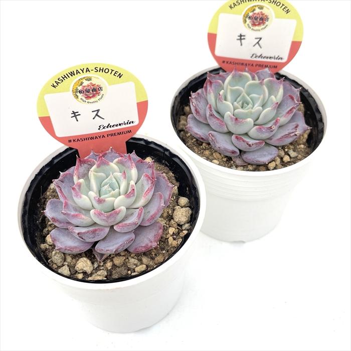 多肉植物 kswエケベリア キス 柏屋商店さん苗 エケベリア 6cmポット