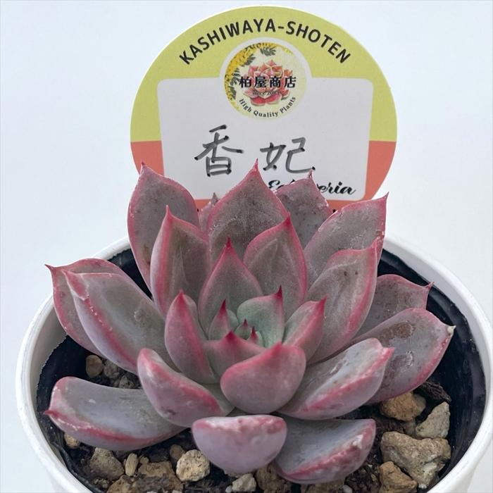 多肉植物 kswエケベリア 香妃 柏屋商店さん苗 エケベリア 6cmポット