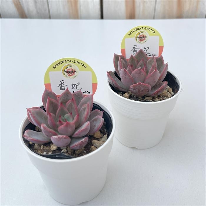 多肉植物 kswエケベリア 香妃 柏屋商店さん苗 エケベリア 6cmポット