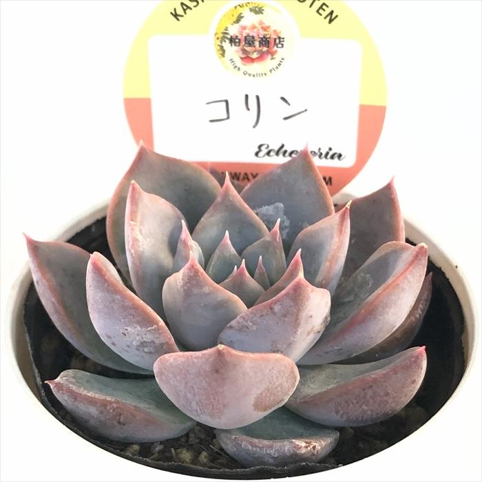 多肉植物 kswエケベリア コリン 柏屋商店さん苗 エケベリア 6cmポット