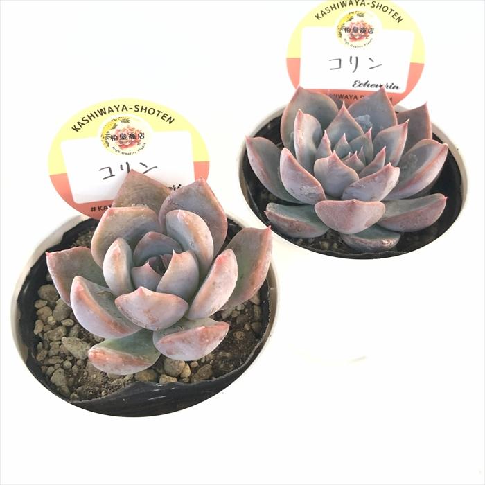多肉植物 kswエケベリア コリン 柏屋商店さん苗 エケベリア 6cmポット