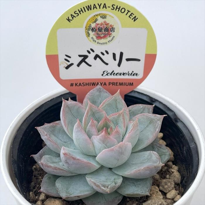 多肉植物 kswエケベリア シズベリー 柏屋商店さん苗 エケベリア 6cm