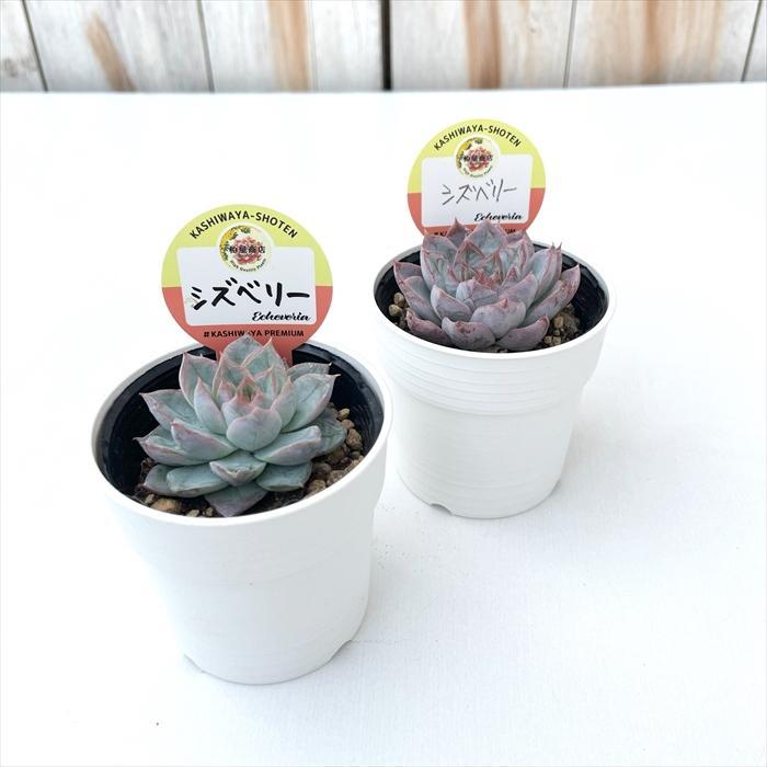 多肉植物 kswエケベリア シズベリー 柏屋商店さん苗 エケベリア 6cm