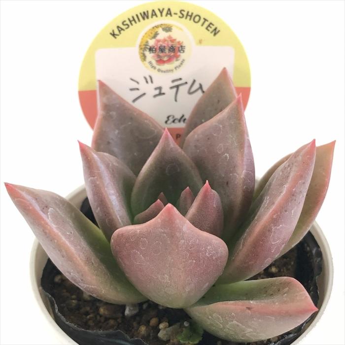 多肉植物 kswエケベリア ジュテム 柏屋商店さん苗 エケベリア 6cm
