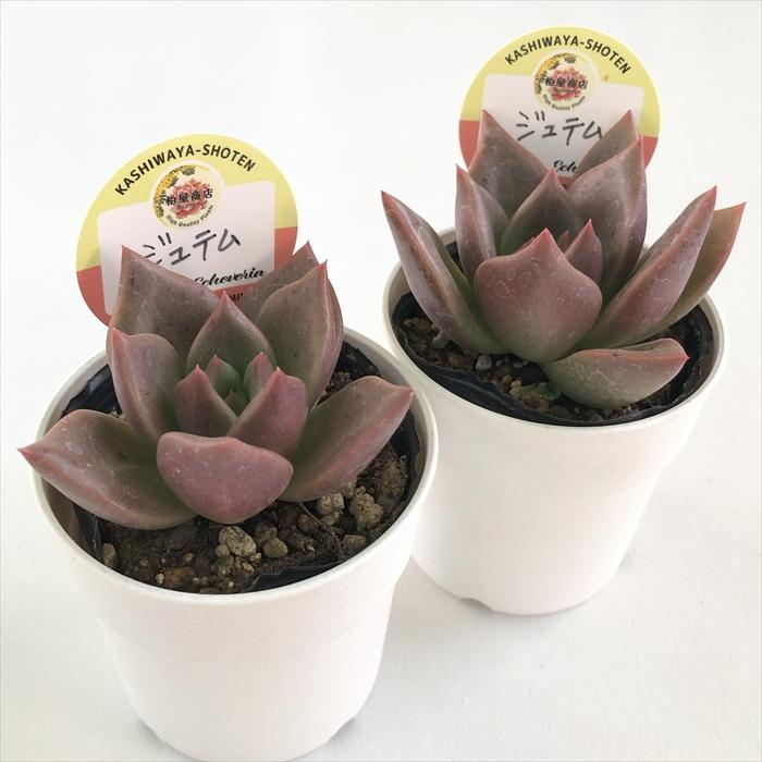 多肉植物 kswエケベリア ジュテム 柏屋商店さん苗 エケベリア 6cm