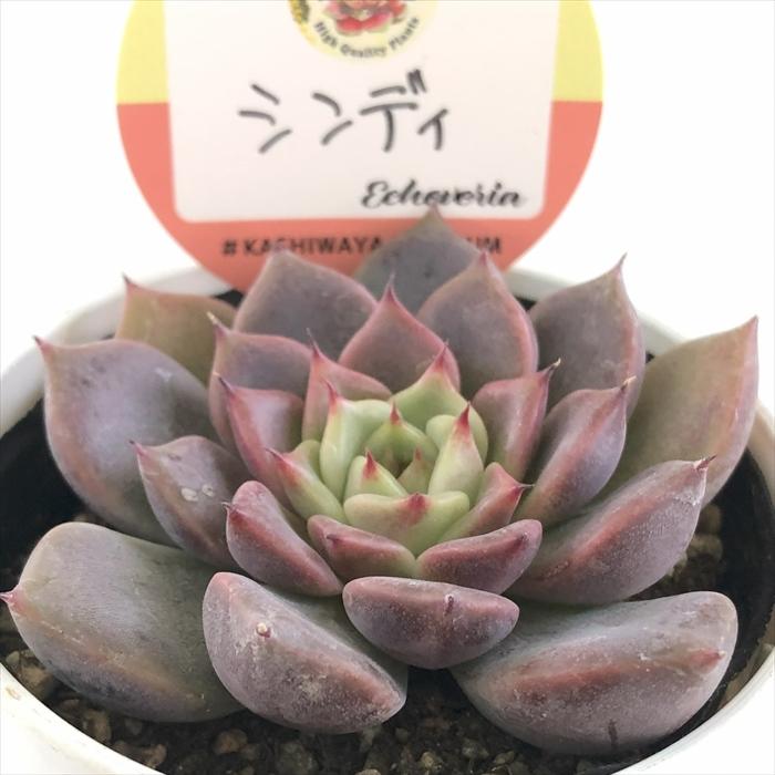 多肉植物 kswエケベリア シンディ 柏屋商店さん苗 エケベリア 6cm