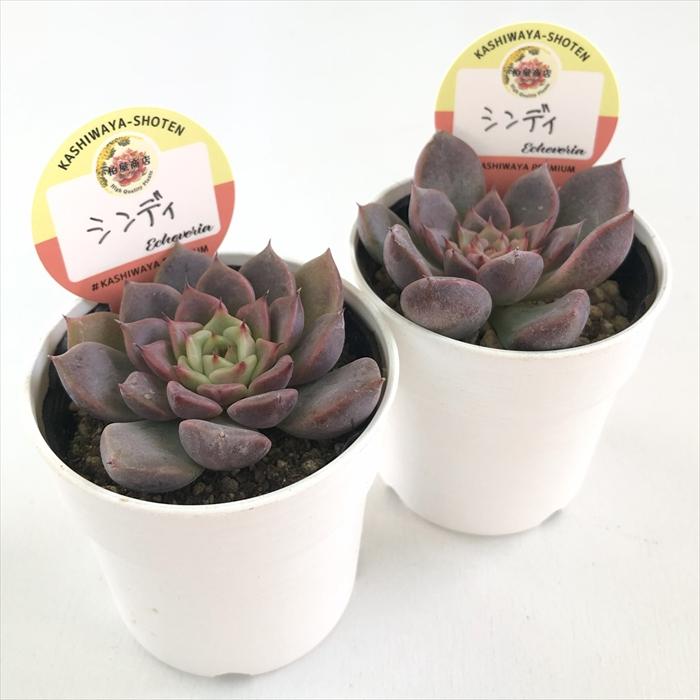多肉植物 kswエケベリア シンディ 柏屋商店さん苗 エケベリア 6cm