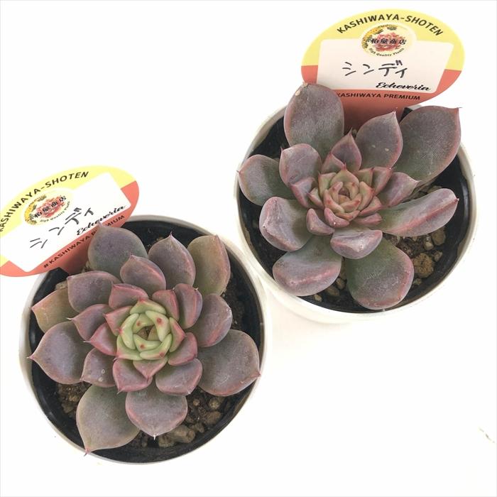多肉植物 kswエケベリア シンディ 柏屋商店さん苗 エケベリア 6cm