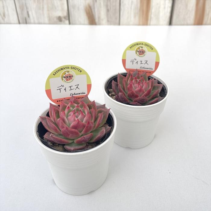 多肉植物 エケベリア 20鉢セット 詰め合わせ 鉢ごと発送（8000円） 多肉植物 kswエケベリア ディエス 柏屋商店さん苗 エケベリア 6cm