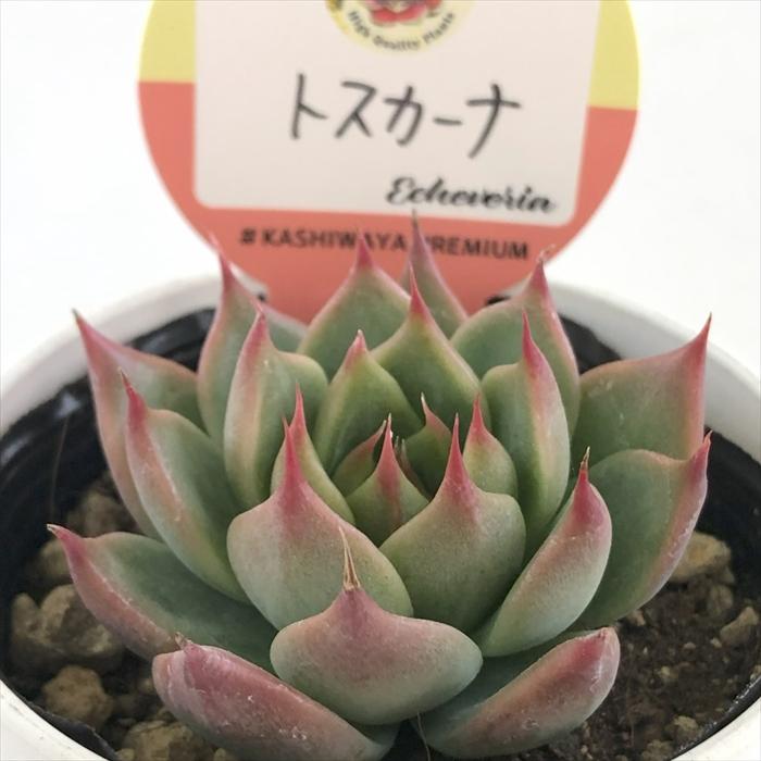 多肉植物 kswエケベリア トスカーナ 柏屋商店さん苗 エケベリア 6cm