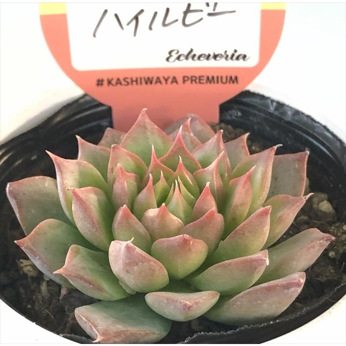 多肉植物 kswエケベリア ハイルビー 柏屋商店さん苗 エケベリア 6cm