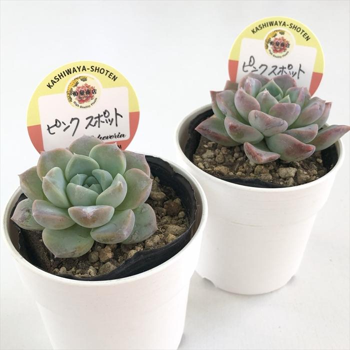 多肉植物 kswエケベリア ピンクスポット 柏屋商店さん苗 エケベリア