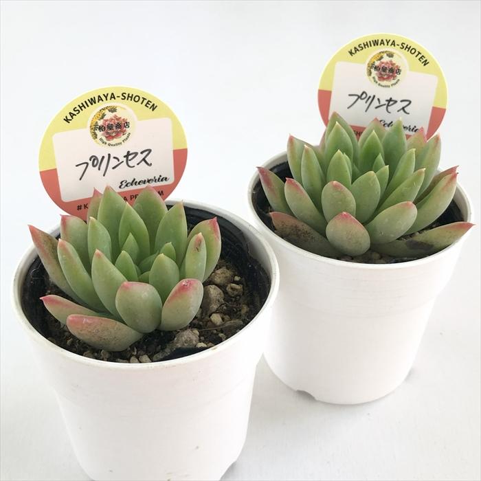 多肉植物 kswエケベリア プリンセス 柏屋商店さん苗 エケベリア 6cm
