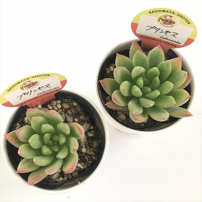 多肉植物 kswエケベリア プリンセス 柏屋商店さん苗 エケベリア 6cm