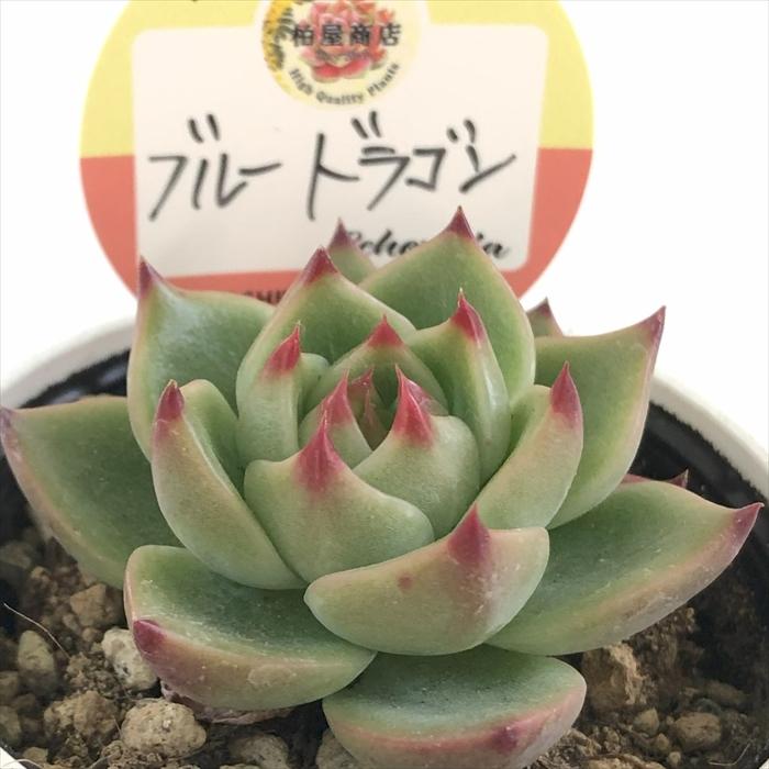 多肉植物 kswエケベリア ブルードラゴン 柏屋商店さん苗 エケベリア