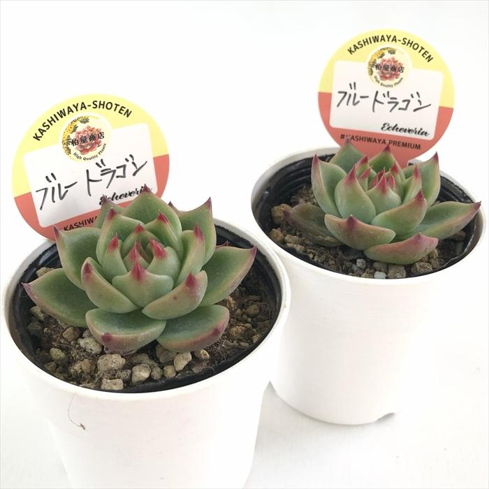 多肉植物 kswエケベリア ブルードラゴン 柏屋商店さん苗 エケベリア