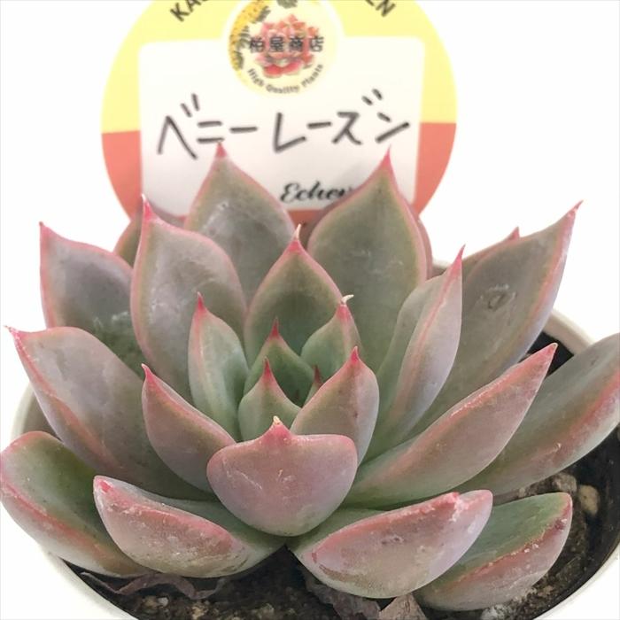 多肉植物 エケベリア 今井カクタスさん苗 ニヘイリンゼアナ 多肉植物 TYエケベリア リンゼアナ×カマノイプエブラ TYさん苗 送料
