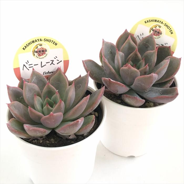 多肉植物 エケベリア 今井カクタスさん苗 ニヘイリンゼアナ リンゼアナ 今井カクタス 久しぶりの夜越山 | 無職インセクトの多肉