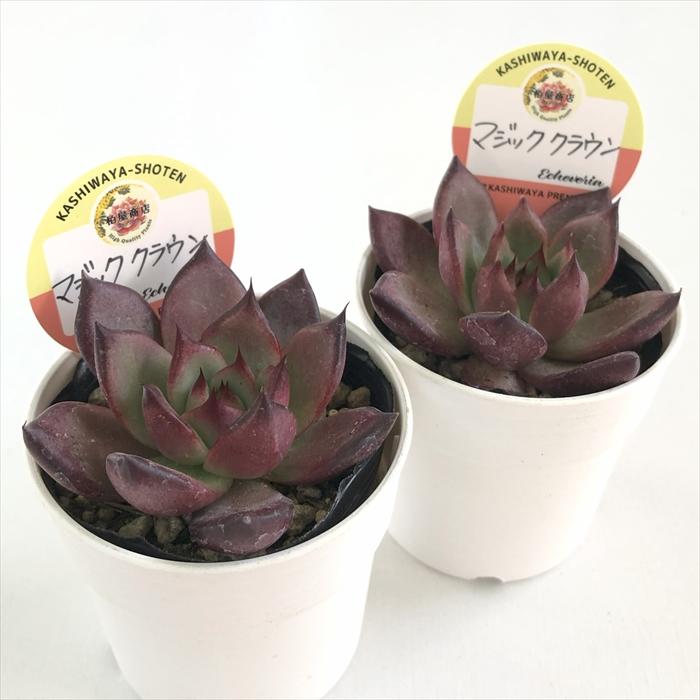 多肉植物 kswエケベリア マジッククラウン 柏屋商店さん苗 エケベリア