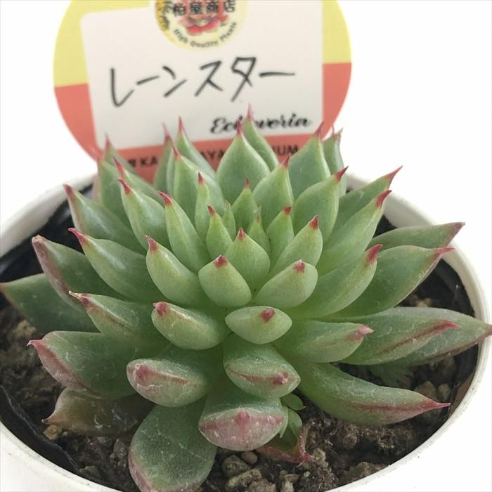 多肉植物 エケベリア 今井カクタスさん苗 ニヘイリンゼアナ 農園直売 エケベリア属 リンゼアナ（単）多肉植物 観葉植物 インテリア