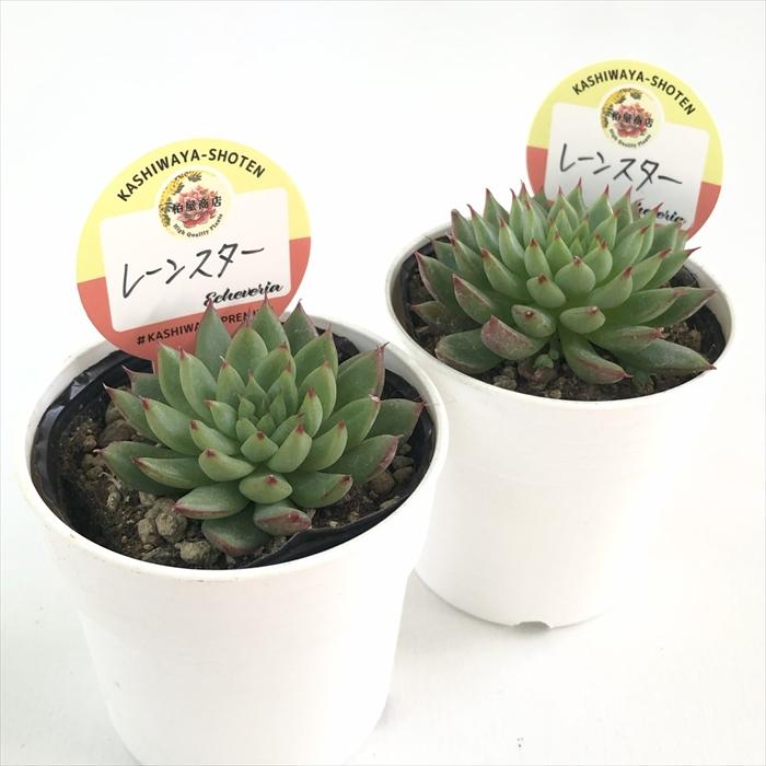 多肉植物 kswエケベリア レーンスター 柏屋商店さん苗 エケベリア 6cm