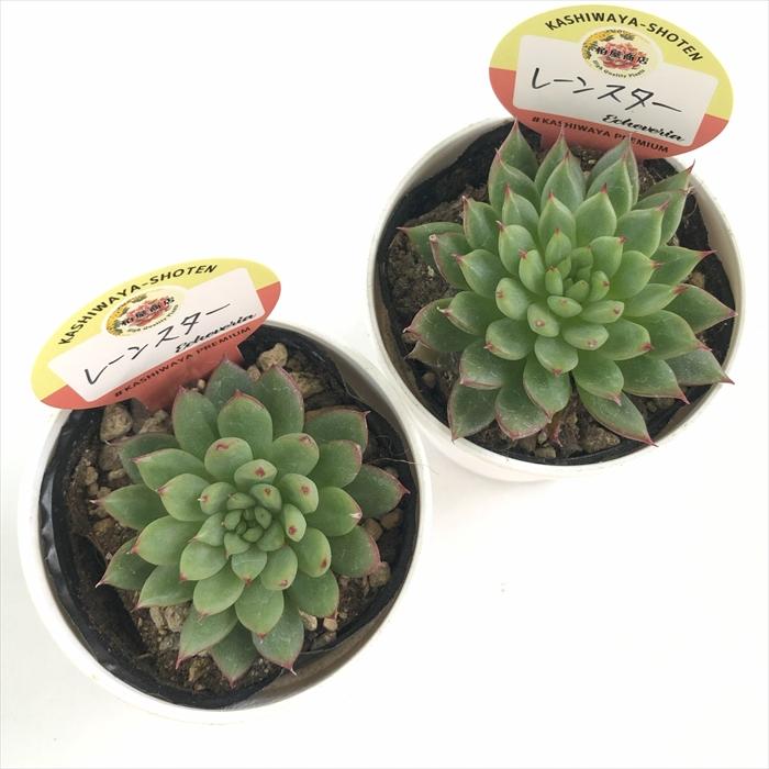 多肉植物 kswエケベリア レーンスター 柏屋商店さん苗 エケベリア 6cm