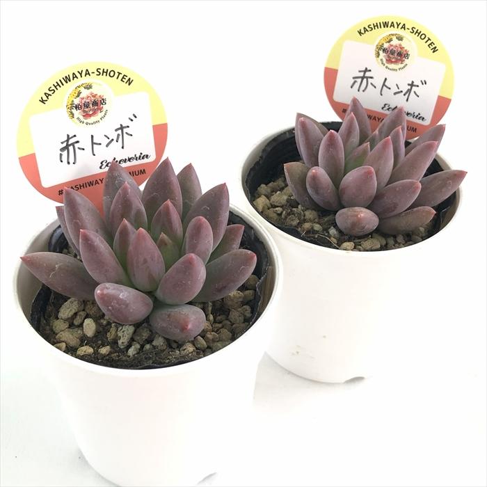 多肉植物 kswエケベリア 赤トンボ 柏屋商店さん苗 エケベリア 6cm