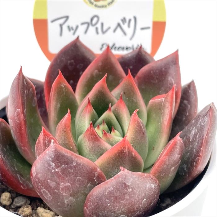 多肉植物 kswエケベリア アップルベリー 柏屋商店さん苗 多肉植物 kswエケベリア アップルベリー 柏屋商店さん苗