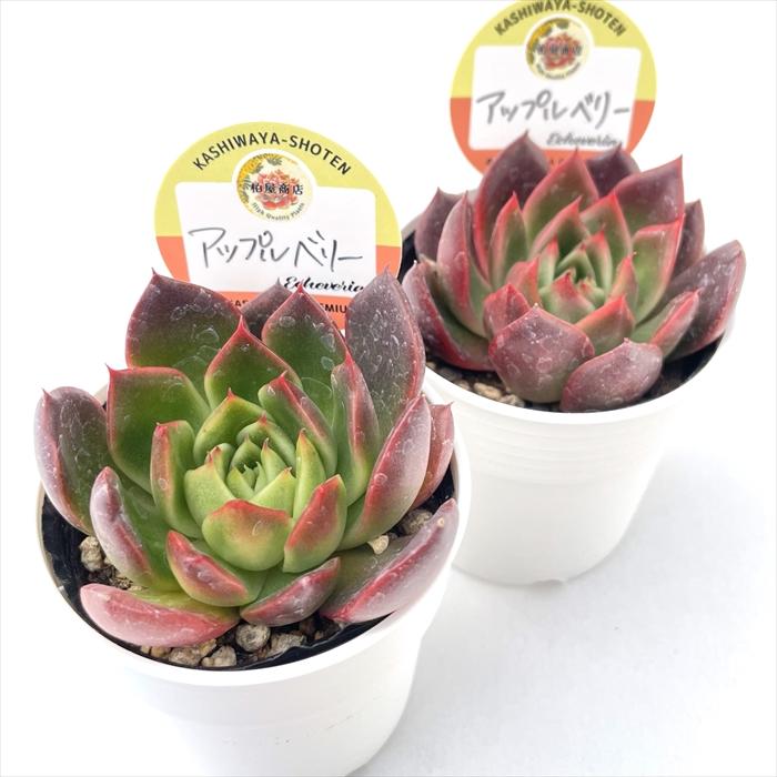 多肉植物 kswエケベリア アップルベリー 柏屋商店さん苗 多肉植物 kswエケベリア アップルベリー 柏屋商店さん苗