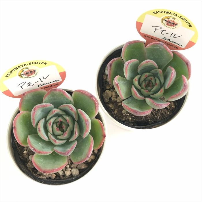 多肉植物 kswエケベリア アモール 柏屋商店さん苗 エケベリア 6cm