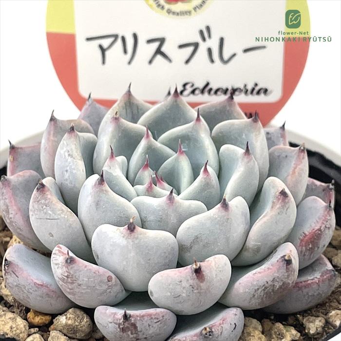 多肉植物 kswエケベリア アリスブルー 柏屋商店さん苗 エケベリア 6cm