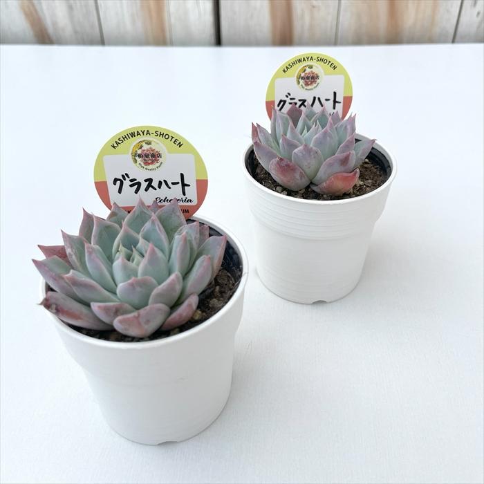 多肉植物 kswエケベリア グラスハート 柏屋商店さん苗 エケベリア 6cm