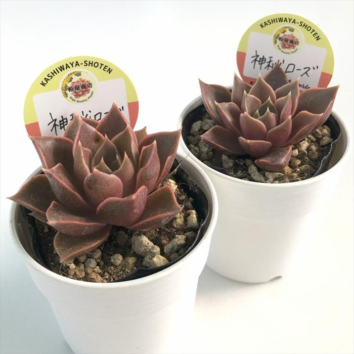 多肉植物 kswエケベリア 神秘ローズ 柏屋商店さん苗 エケベリア 6cm