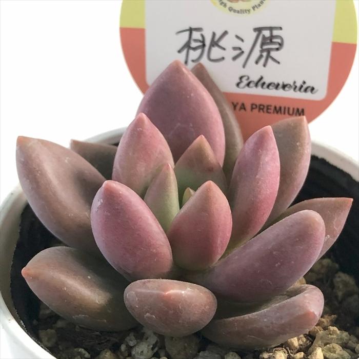 多肉植物 kswエケベリア 桃源 柏屋商店さん苗 エケベリア 6cmポット