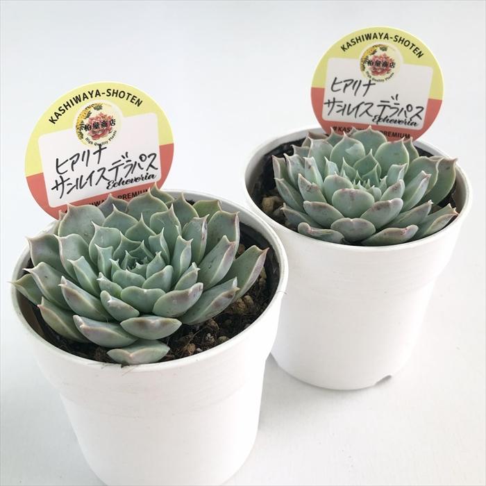 多肉植物　ヒアリナサンルイスデラパス✕原種コロラータ 人気原種！☆ヒアリナサンルイスデラパス 実生 多肉植物