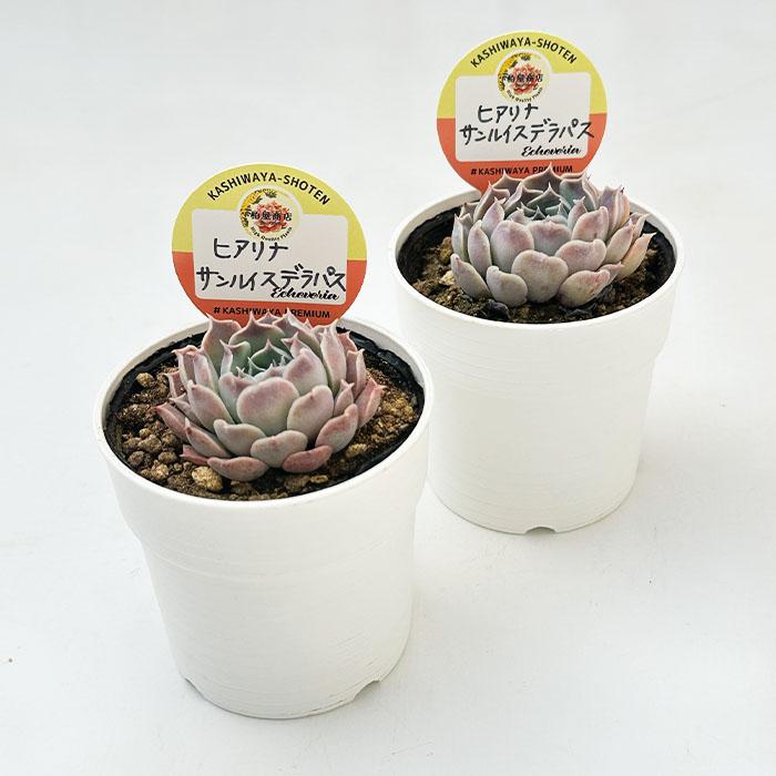 多肉植物 kswエケベリア ヒアリナサンルイスデラパス 柏屋商店さん苗