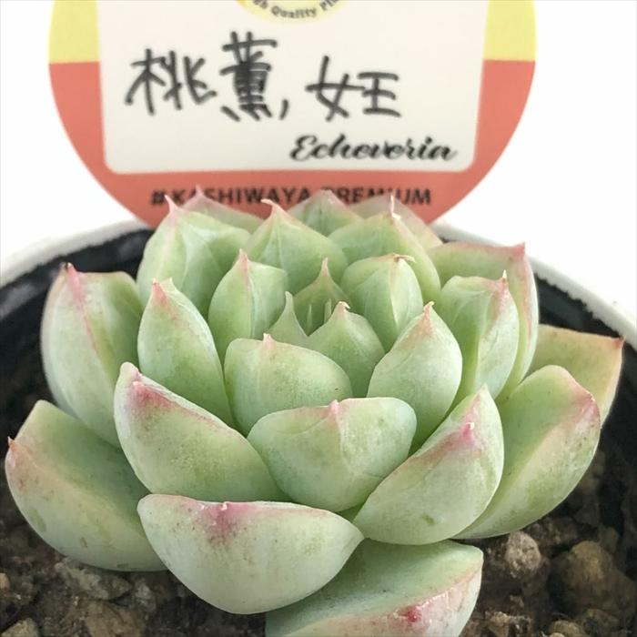 多肉植物 kswエケベリア 桃薫女王 柏屋商店さん苗 エケベリア 6cm