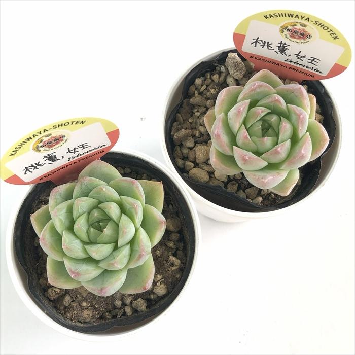 多肉植物 kswエケベリア 桃薫女王 柏屋商店さん苗 エケベリア 6cm