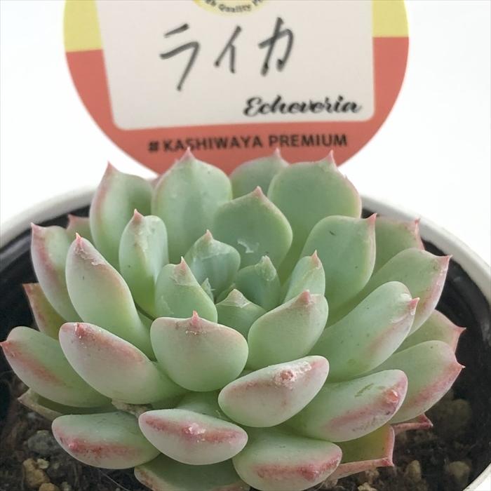 多肉植物 kswエケベリア ライカ 柏屋商店さん苗 エケベリア 6cmポット