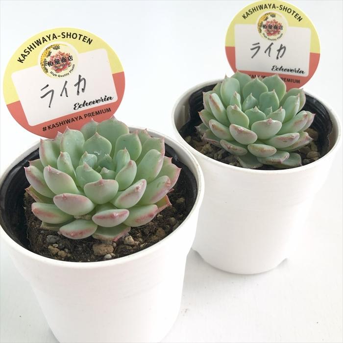 多肉植物 kswエケベリア ライカ 柏屋商店さん苗 エケベリア 6cmポット