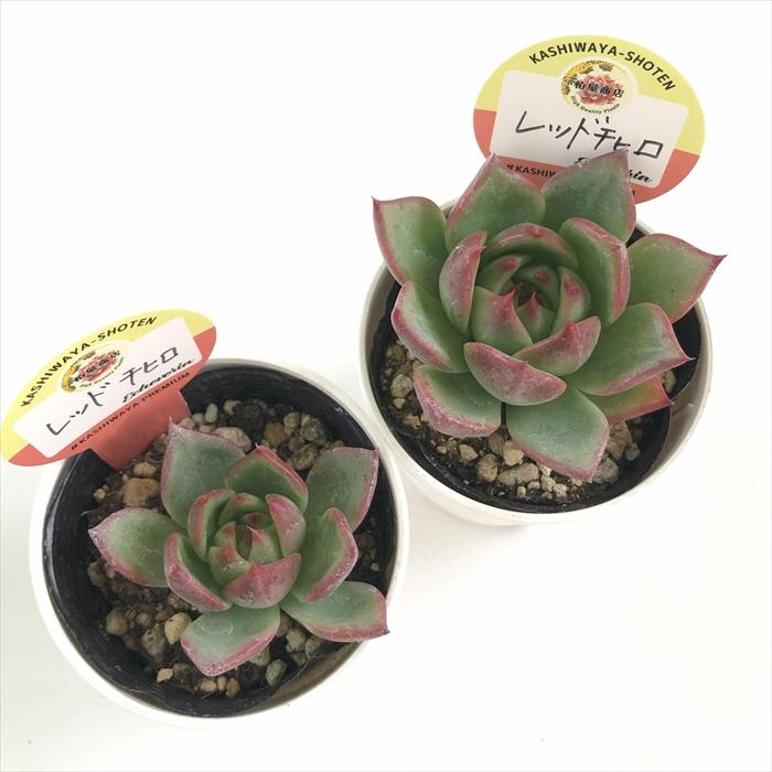 多肉植物 kswエケベリア レッドチヒロ 柏屋商店さん苗 エケベリア 6cm
