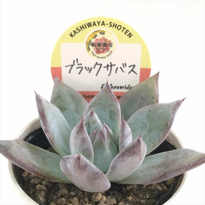 多肉植物 kswエケベリア ブラックサバス 柏屋商店さん苗 エケベリア