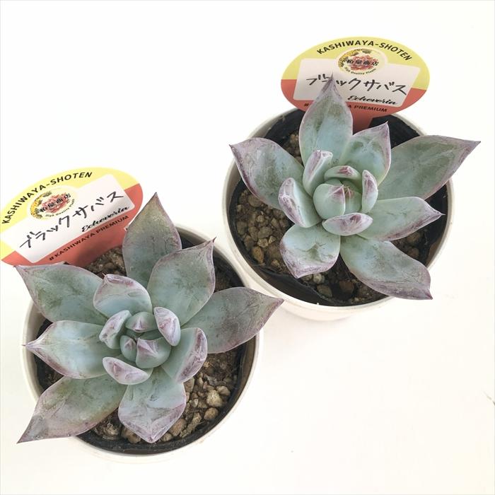 多肉植物 kswエケベリア ブラックサバス 柏屋商店さん苗 エケベリア