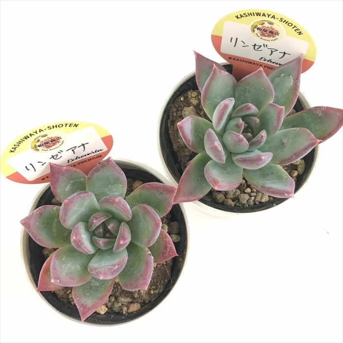 多肉植物 kswエケベリア リンゼアナ 柏屋商店さん苗 エケベリア 6cm