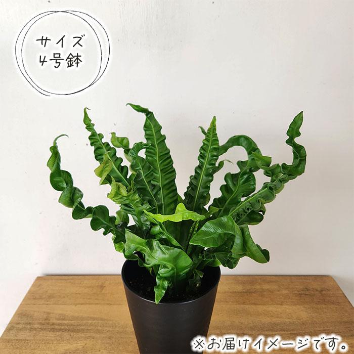 日本花キ流通 観葉植物 アスプレニウム アカキ 4号鉢 観葉植物 小型 小さい 室内 贈り物 プレゼント インテリア おしゃれ : フラワー ...