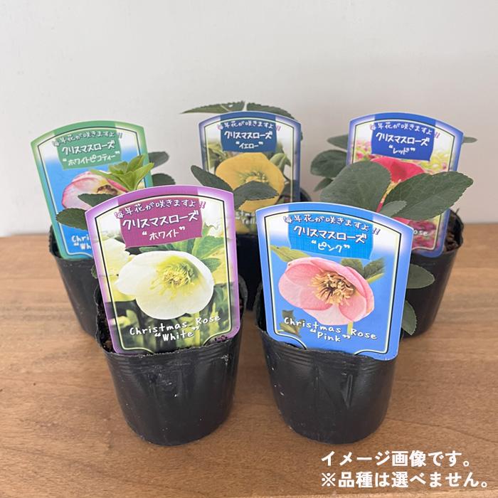 日本花キ流通 クリスマスローズ苗 シングル 5株セット 9cmポット 新潟