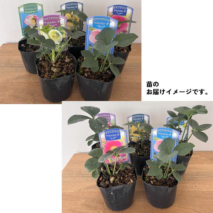 日本花キ流通 クリスマスローズ苗 シングル 5株セット 9cmポット 新潟