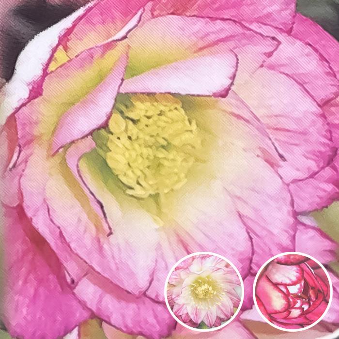 クリスマスローズ苗 ハイグレード リバーシブルパステル系ダブル 10.5